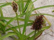 Carex-macrocephala-T