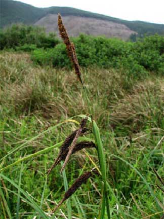 Carex-obnupta-1