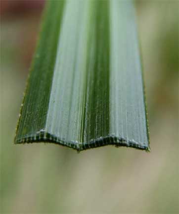 Carex-obnupta-2