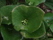 Claytonia-perfoliata-T