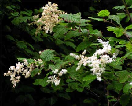 Holodiscus-discolor-1