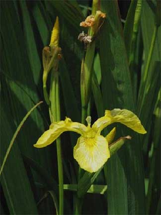 Iris-pseudacorus-1