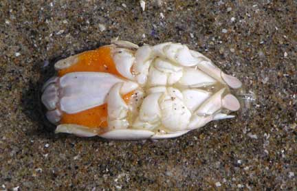 Mole-crab2