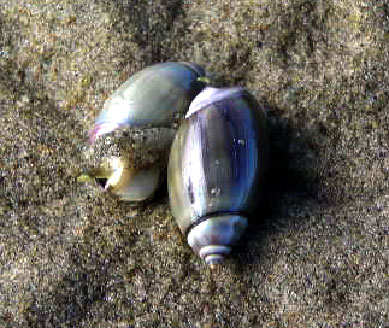 Olive-Snails-1