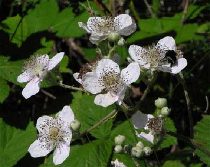 Rubus-armeniacus-1