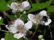 Rubus-armeniacus-T