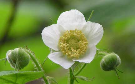 Rubus-parviflorus-1