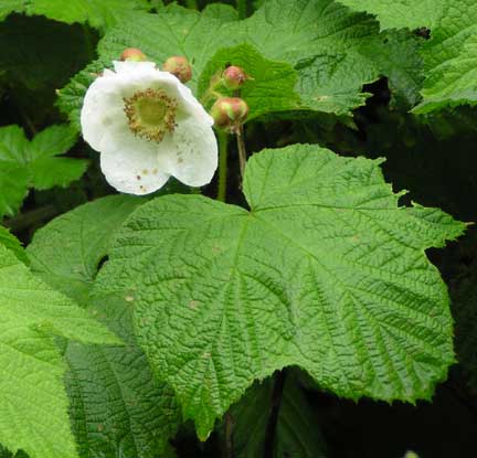 Rubus-parviflorus-2