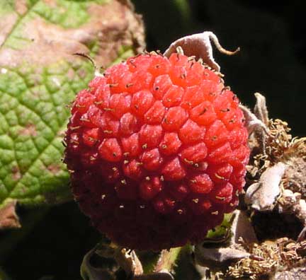 Rubus-parviflorus-3