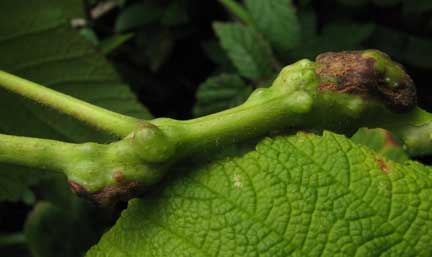Rubus-parviflorus-gall-1