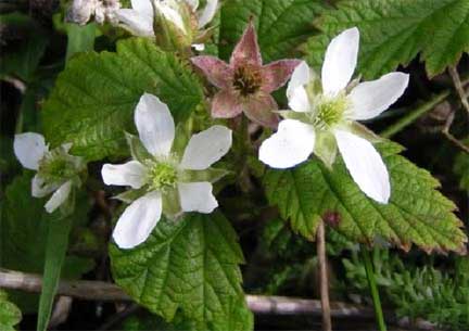 Rubus-ursinus-1
