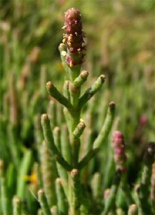 Salicornia-virginica-1