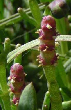 Salicornia-virginica-2