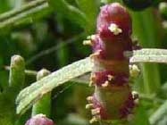 Salicornia-virginica-T