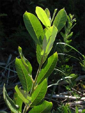 Salix-hookariana-2