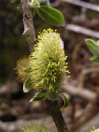 Salix-hookariana-3