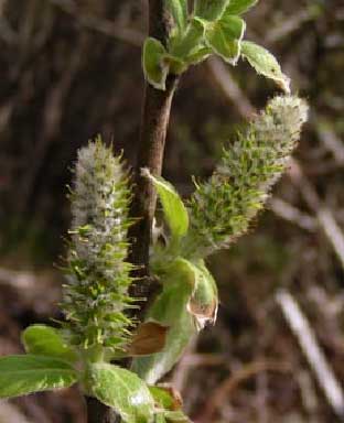 Salix-hookariana-4