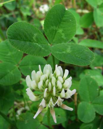 Trifolium-repens-1