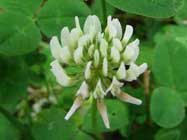 Trifolium-repens-T
