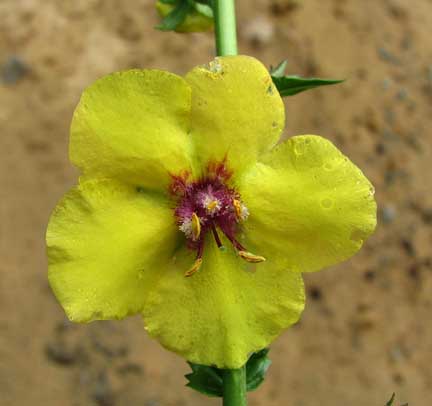 Verbascum-blattaria-1