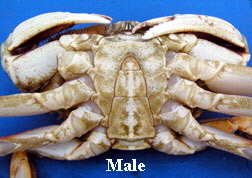 How do crabs mate?