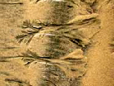 Sand-Trees-T