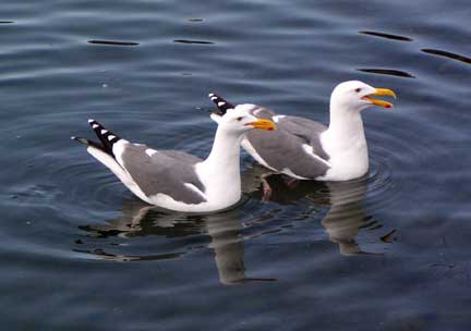 seagull-1