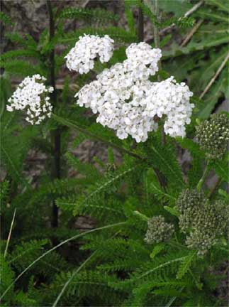 Achillea-millefolium-1