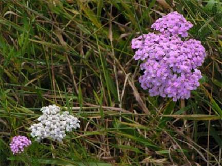 Achillea-millefolium-2