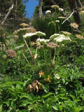 Angelica-lucida-1