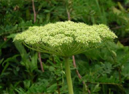 Angelica-lucida-2