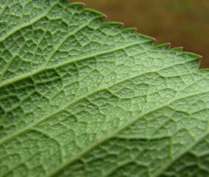 Angelica-lucida-3