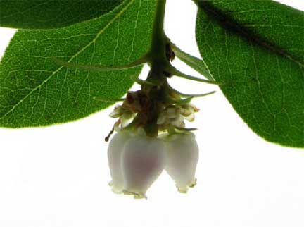 Arctostaphylos-columbianna1