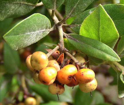 Arctostaphylos-columbianna2