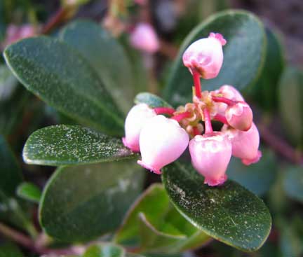 Arctostaphylos-uva-ursi-1