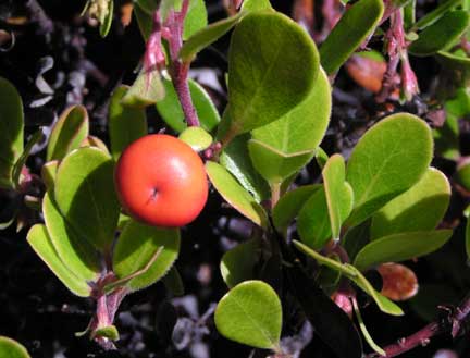 Arctostaphylos-uva-ursi-2