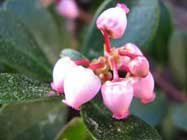 Arctostaphylos-uva-ursi-T