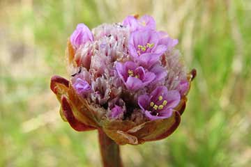 Armeria-mar