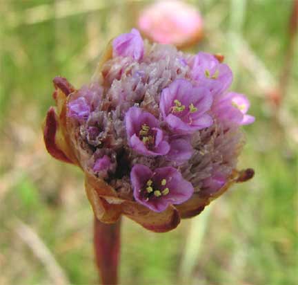 Armeria-maritima-1