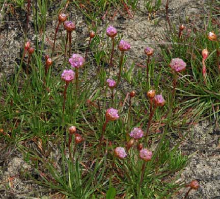 Armeria-maritima-2