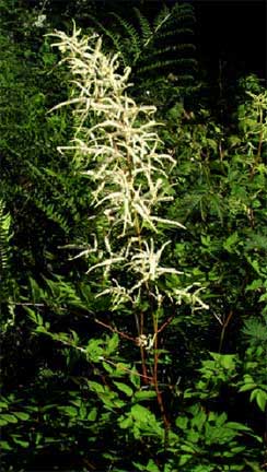 Aruncus-dioicus-1