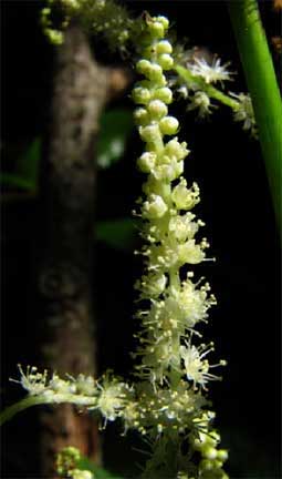 Aruncus-dioicus-2