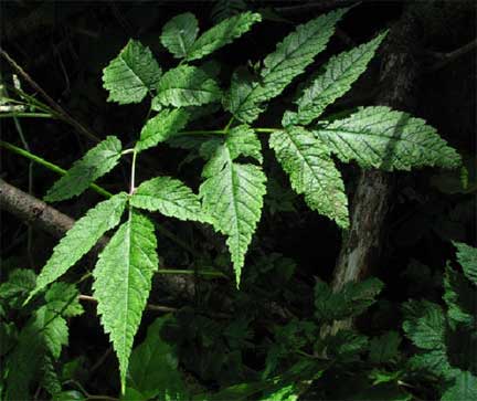 Aruncus-dioicus-3