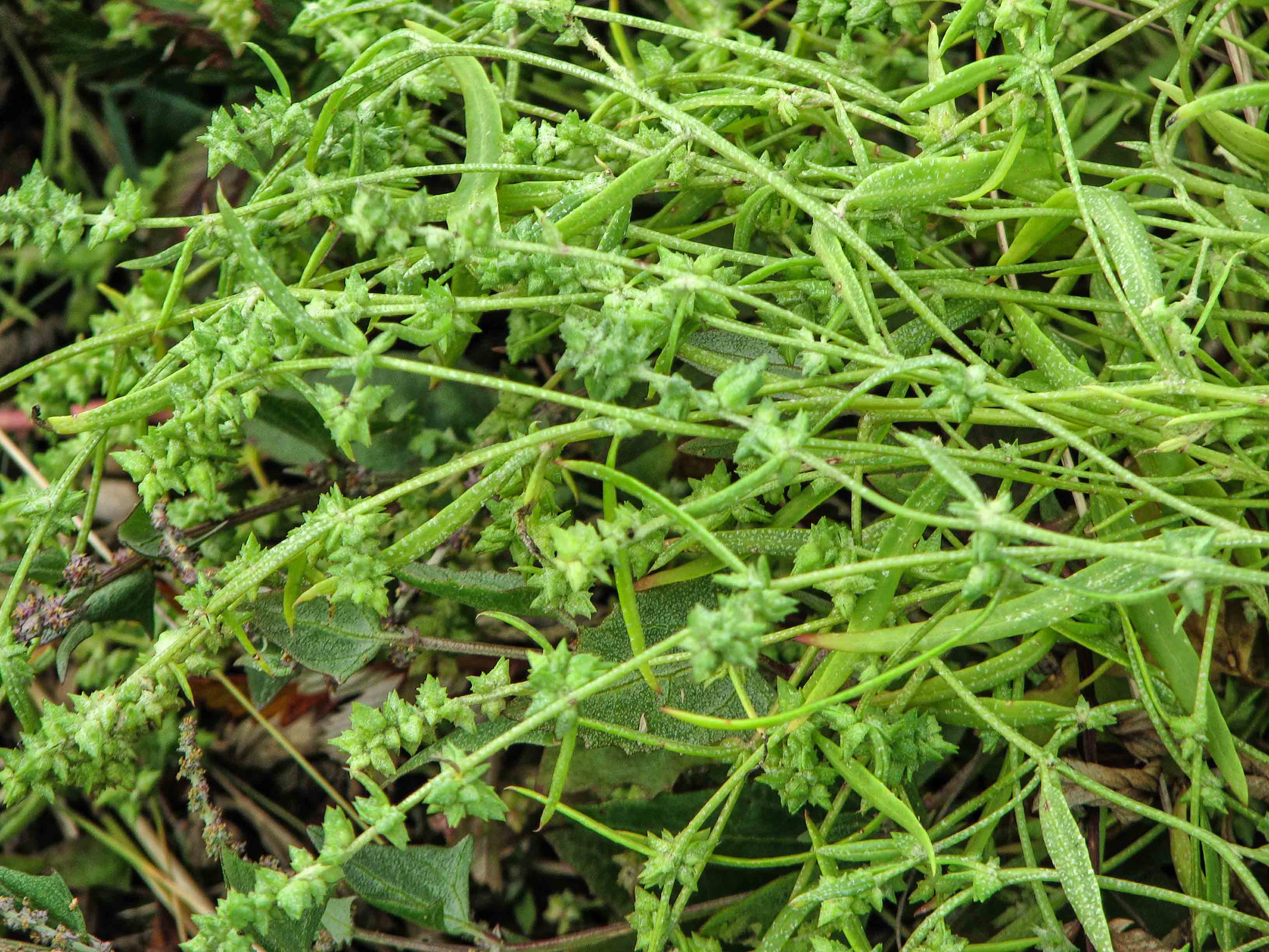 Atriplex gmelinii