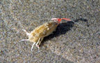 Beach-hopper-sm3