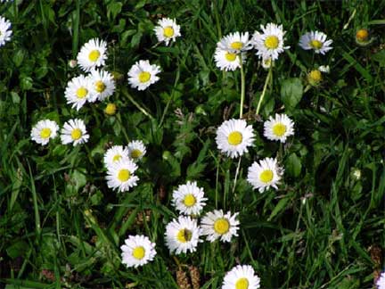 Bellis-perennis-1