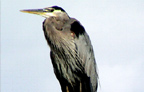 Blue-Heron-sm2