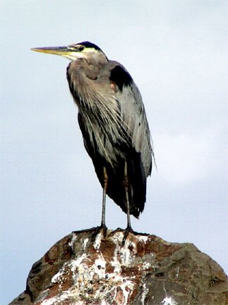 Blue-Heron