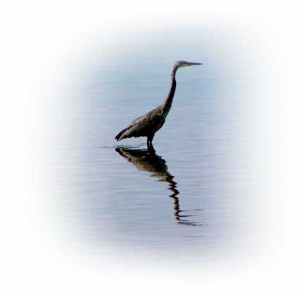 Blue-Herron-for-sitecontent