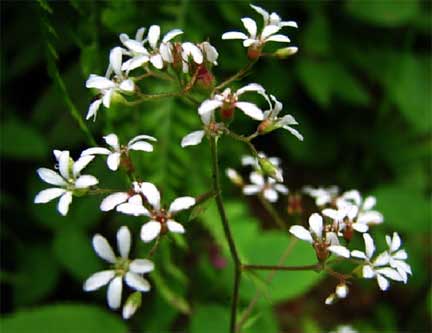 Boykinia-occidentalis-1